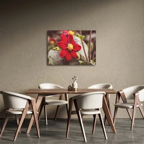 Obraz kvetiny (70x50 cm)