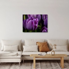 Sklenený obraz kvetov tulipánov (70x50 cm)