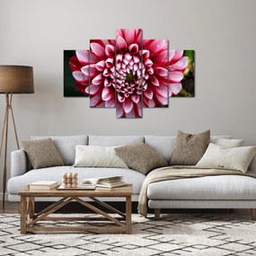 Obraz ružovej Dahlie (150x105 cm)