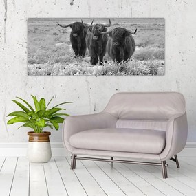 Obraz - Škótske kravy (120x50 cm)