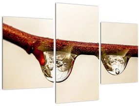 Obraz kvapiek na vetve (90x60 cm)