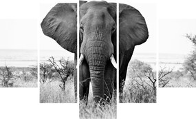 Obraz - Slon africký II. (150x105 cm)