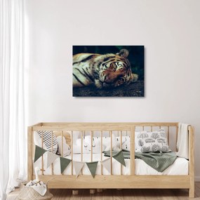 Sklenený obraz - Tiger Sibírsky (70x50 cm)