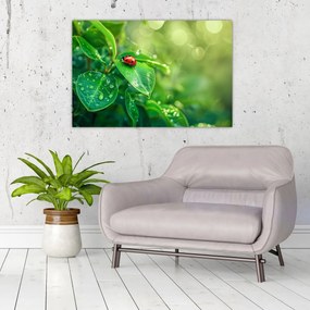 Obraz - Lienka (90x60 cm)