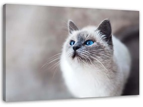 Gario Obraz na plátne Sibírska mačka Rozmery: 60 x 40 cm