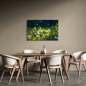 Obraz - Tráva (90x60 cm)
