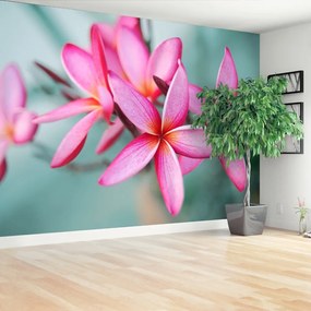 Fototapeta Vliesová Pink plumeria 104x70 cm