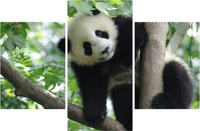 Obraz - Panda na strome (90x60 cm)