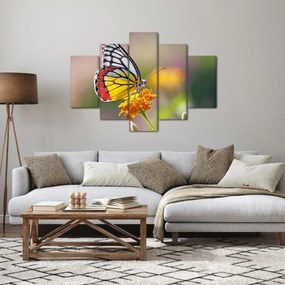 Obraz motýľa na kvete (150x105 cm)