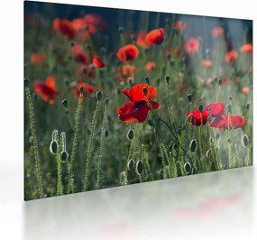 Sklenený obraz - Lúka s vlčími makmi (70x50 cm)