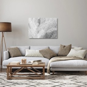 Sklenený obraz - Pampas grass N⁰1 (70x50 cm)