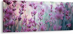 Obraz - Levanduľa (120x50 cm)