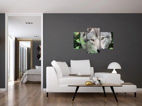 Obraz - Portrét vlka (90x60 cm)