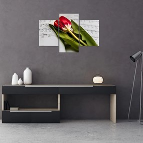 Obraz červeného tulipánu (90x60 cm)