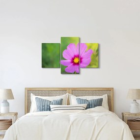 Obraz - lúčna kvetina (90x60 cm)