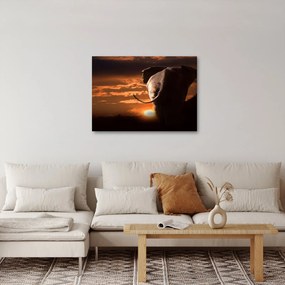 Obraz slona (70x50 cm)