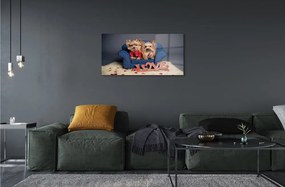Sklenený obraz yorkie 125x50 cm