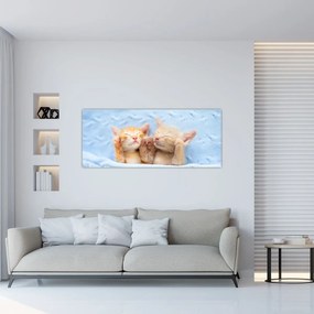 Obraz - Spiace mačiatka (120x50 cm)