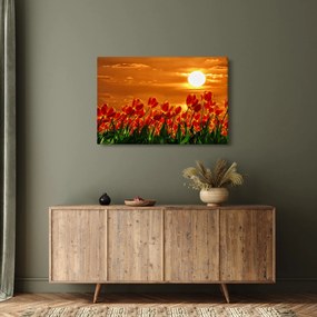 Obraz rozkvitnutého lánu s tulipánmi (90x60 cm)