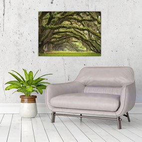 Obraz - Oaks Avenue, Charleston, Južná Karolína, USA (70x50 cm)