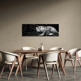 Obraz - Tiger albín, čiernobiely (s hodinami) (90x30 cm)