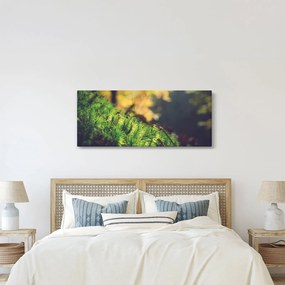 Obraz machu s hubou (120x50 cm)