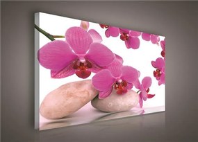 Obraz na stenu orchidea ružová 100 x 75 cm
