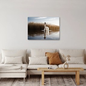 Obraz labute (70x50 cm)