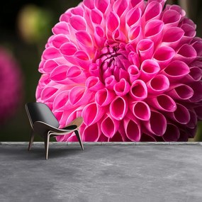 Fototapeta Vliesová Dahlia pink 416x254 cm