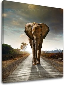 Obraz na stenu ZVIERATÁ_046-12