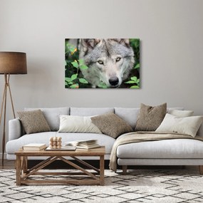 Obraz - Portrét vlka (90x60 cm)