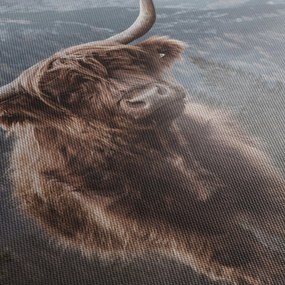 Obraz - Highlander krava (150x105 cm)