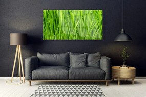 Obraz na akrylátovom skle Tráva rastlina príroda 120x60 cm