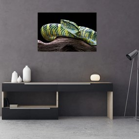 Obraz - Štrkáč Waglerov (90x60 cm)