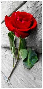 Fototapeta na dvere - Červená ruža (95x205cm)