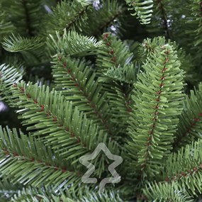 Jedľa Normandská extra hustá 240 cm