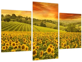 Obraz - Slnečnicové pole (90x60 cm)