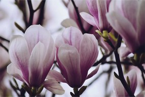 Obraz - Magnolie (90x60 cm)
