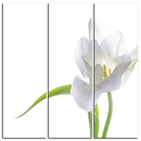Obraz na plátne - Tulipán - štvorec 381B (105x105 cm)