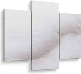 Obraz - Detail pierka (90x60 cm)