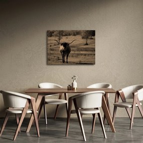 Obraz - Texaská krava (70x50 cm)