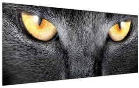 Obraz - Blízky portrét mačky (120x50 cm)