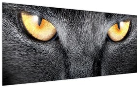 Obraz - Blízky portrét mačky (120x50 cm)