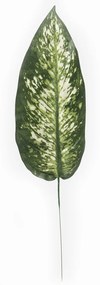 Neurčený List "difenbachia", 59 cm