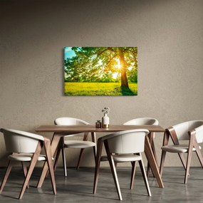 Obraz - Slnečný les (90x60 cm)