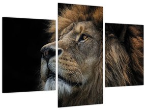 Obraz - Majestátny lev (90x60 cm)