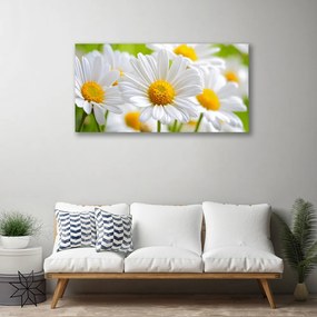 Obraz Canvas Sedmokrásky rastlina príroda 100x50 cm