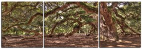 Obraz na plátne - Staroveký živý dub - panoráma 5238C (120x40 cm)