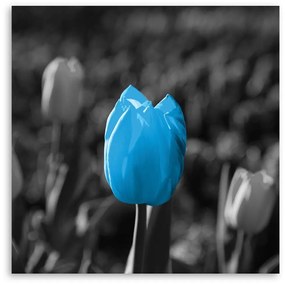 Obraz na plátně Tulipánové květiny Modrá šedá - 50x50 cm
