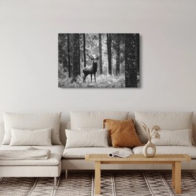 Obraz - Jeleň v lese 2, čiernobiela (90x60 cm)